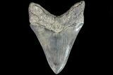 Serrated, Fossil Megalodon Tooth - Glossy Lower Tooth #82690-2